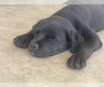 Small #2 Golden Retriever-Rottweiler Mix