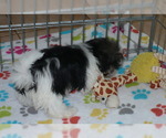 Small Photo #3 Japanese Chin Puppy For Sale in ORO VALLEY, AZ, USA