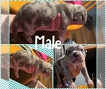 Puppy Puppy 1 American Bully