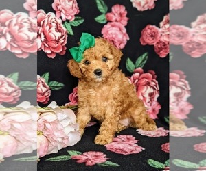 Maltipoo-Poodle (Miniature) Mix Puppy for sale in RONKS, PA, USA