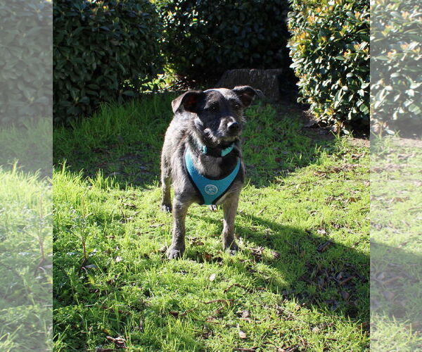 Medium Photo #4 Mutt Puppy For Sale in Yuba City, CA, USA