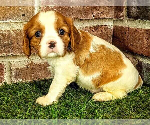 Medium Photo #4 Cavalier King Charles Spaniel Puppy For Sale in MOBERLY, MO, USA