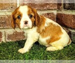 Small #3 Cavalier King Charles Spaniel