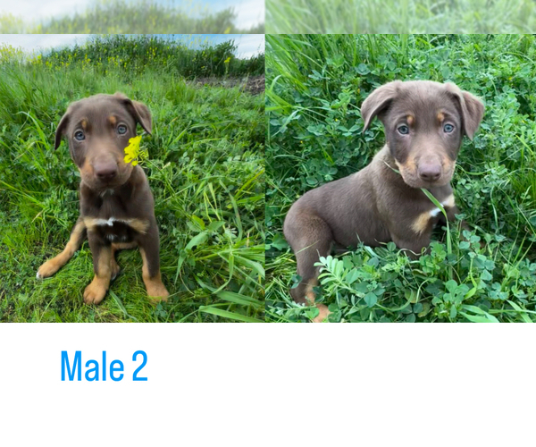 Medium Photo #4 Border Collie-Catahoula Leopard Dog Mix Puppy For Sale in AMERICAN CANYON, CA, USA