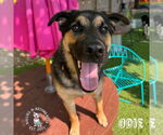 Small #10 German Shepherd Dog Mix