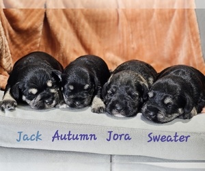 Schnauzer (Miniature) Puppy for Sale in GOSHEN, Indiana USA