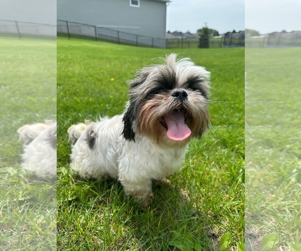 Medium Photo #2 Shih Tzu-Unknown Mix Puppy For Sale in Farmington, MN, USA