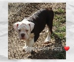 Puppy Peppermint Patt Olde English Bulldogge