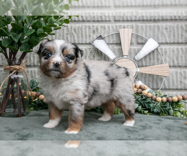 Medium Photo #1 Miniature Australian Shepherd Puppy For Sale in BALTIC, OH, USA