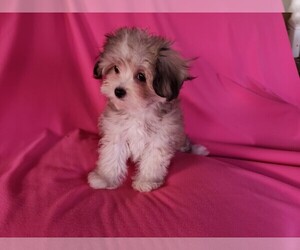 Mal-Shi Puppy for sale in WHITTIER, CA, USA