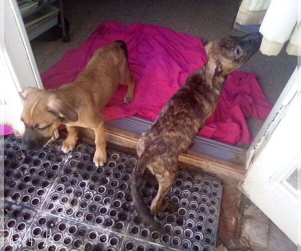 Medium Photo #2 Mutt Puppy For Sale in Apple Valley, CA, USA