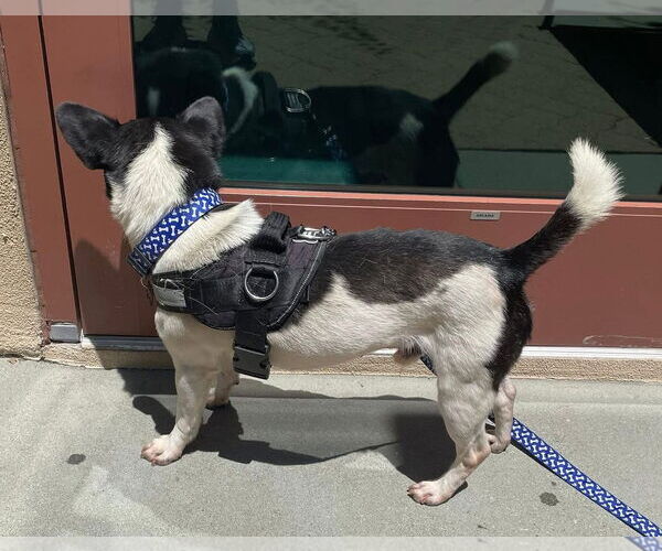 Medium Photo #3 Boston Terrier-Unknown Mix Puppy For Sale in Huntington Beach, CA, USA
