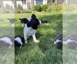 Puppy Lady English Springer Spaniel