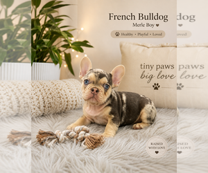 French Bulldog Puppy for Sale in FORT LAUDERDALE, Florida USA