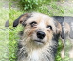 Small #3 Mutt