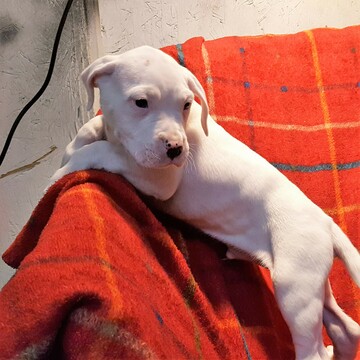 Medium Photo #254 Dogo Argentino Puppy For Sale in JANE, MO, USA