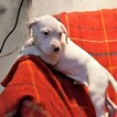 Small Photo #254 Dogo Argentino Puppy For Sale in JANE, MO, USA
