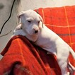 Small #253 Dogo Argentino