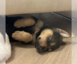 Small #9 German Shepherd Dog Mix