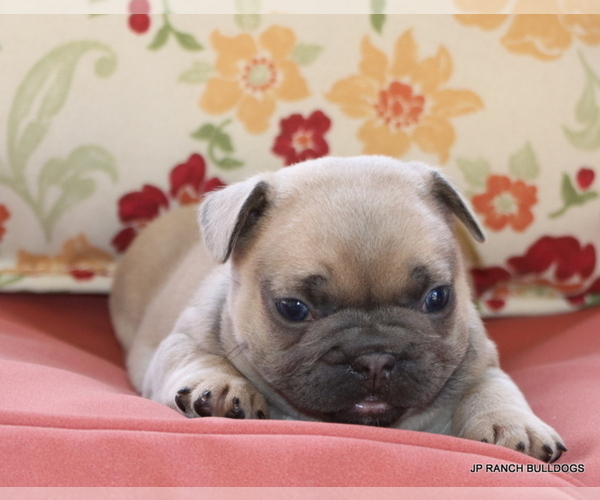 Medium Photo #5 French Bulldog Puppy For Sale in WINNSBORO, TX, USA