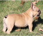 Small #35 French Bulldog