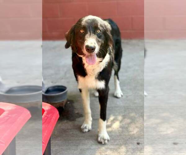 Medium Photo #2 Border Collie Puppy For Sale in Paso Robles, CA, USA