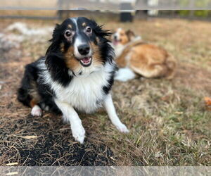 Mutt Dogs for adoption in Gibbstown, NJ, USA