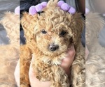 Small #2 Poodle (Toy)