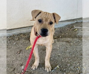 Mutt Dogs for adoption in Martinez, CA, USA