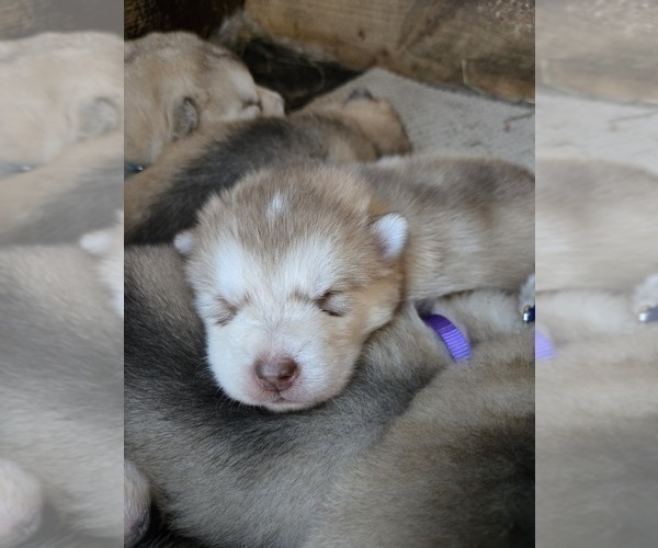 Medium Photo #4 Alaskan Malamute Puppy For Sale in CRIVITZ, WI, USA