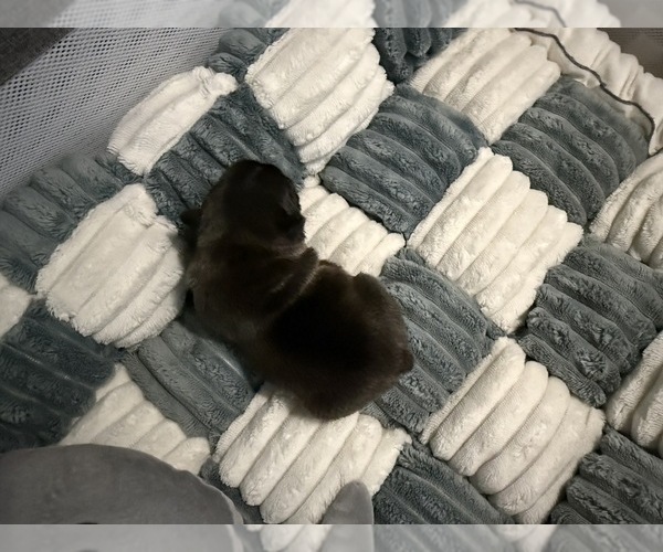 Medium Photo #5 French Bulldog Puppy For Sale in OPP, AL, USA