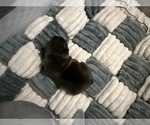 Small #4 French Bulldog