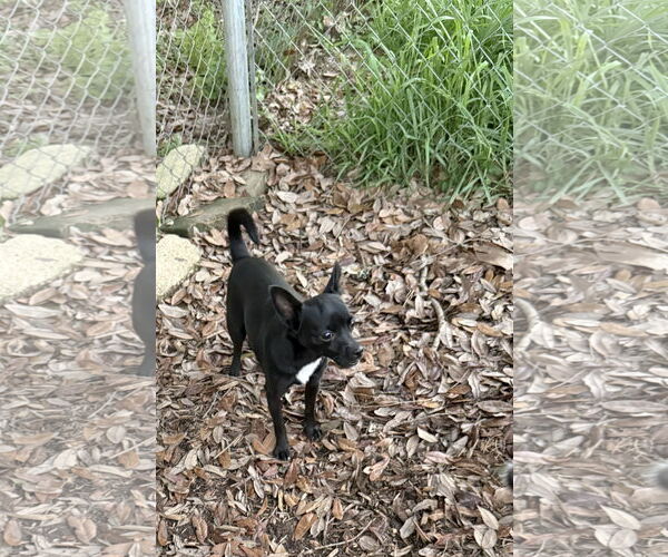 Medium Photo #3 Chiweenie Puppy For Sale in Oakhurst, NJ, USA