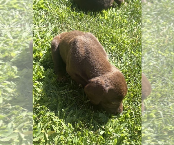 Medium Photo #1 German Shorthaired Pointer Puppy For Sale in LEWISTON, NY, USA