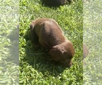 Puppy Puppy 2 German Shorthaired Pointer