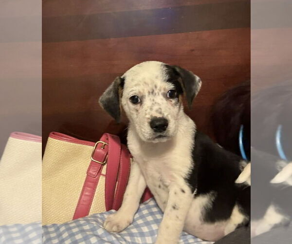 Medium Photo #3 Catahoula Leopard Dog-Unknown Mix Puppy For Sale in Sanford, FL, USA