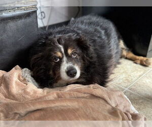 Australian Shepherd-Unknown Mix Dogs for adoption in Raleigh, NC, USA