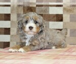 Small #1 Bernedoodle (Miniature)