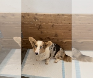 Mother of the American Corgi puppies born on 03/12/2025
