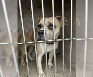 Mutt Dogs for adoption in Louisville, KY, USA