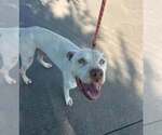 Small #2 Mutt