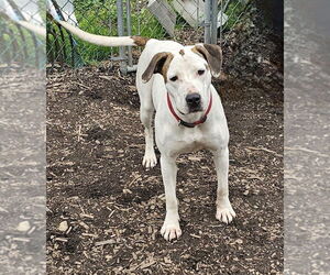 Mutt Dogs for adoption in Bloomingdale, NJ, USA