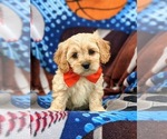 Small Photo #1 Cavachon Puppy For Sale in AIRVILLE, PA, USA