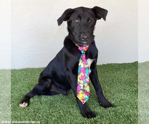 Samson - Male Mutt Dog for Adoption - Photo #2