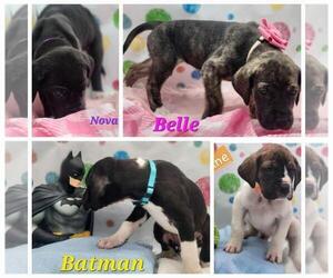 Great Dane Puppy for sale in RANDLEMAN, NC, USA