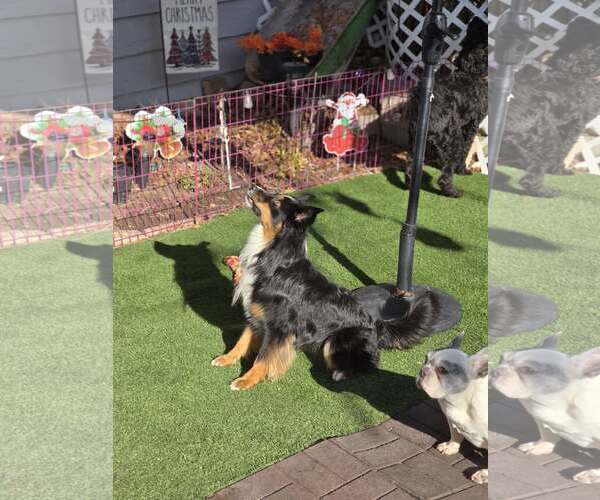 Medium Photo #3 Australian Shepherd Puppy For Sale in Sandy, UT, USA