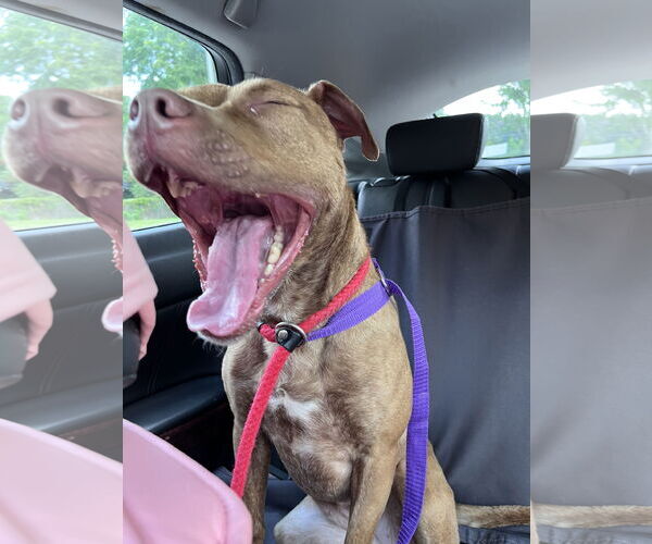 Medium Photo #11 Labrador Retriever-Unknown Mix Puppy For Sale in Atlanta, GA, USA