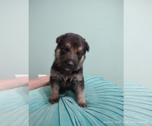 German Shepherd Dog Puppy for sale in CHICORA, PA, USA