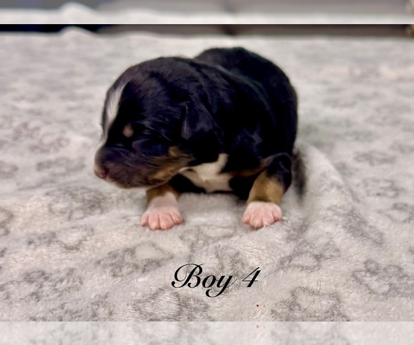 Medium Photo #1 Australian Shepherd Puppy For Sale in SALISBURY, NC, USA