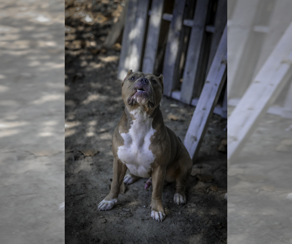Medium Photo #1 American Bully Puppy For Sale in RICHMOND, VA, USA